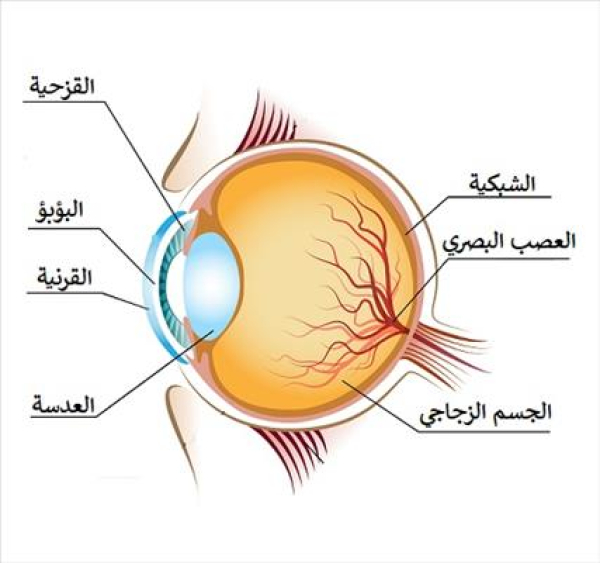 معجزة طبية.. علاج مبتكر يعيد البصر للمكفوفين!!